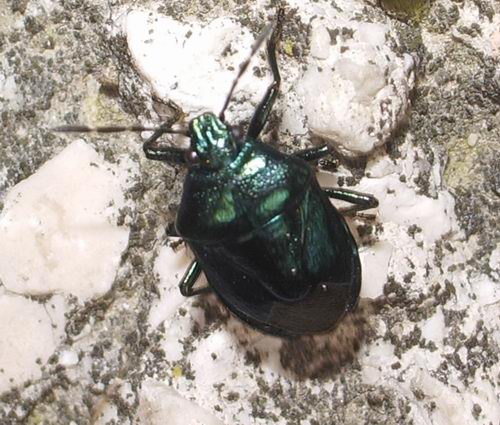 Pentatomidae: Zicrona caerulea